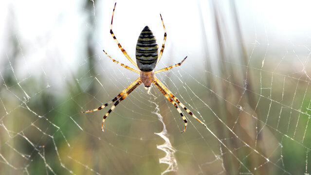 large wasp spider sits on a web on a green background. Argiope Bruennichi, or lat spider wasp. Argiope bruennichi eating his victim, a species of araneomorph spider. macro, black-yellow male spider.