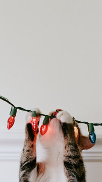 Cat chewing holiday light with paws raised against bright wall copy space, playful indoor scene showing whisker detail, colorful glow, seasonal decoration and vertical composition for festive