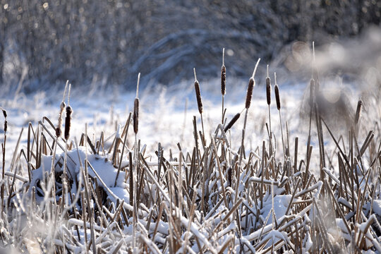 Typha close-up. Phragmites australis. photo with dry Reeds, Typha Latifolia, also called bulrush, reedmace, cattail or corn dog grass, on the shore of the frozen lake. autumn season. winter time