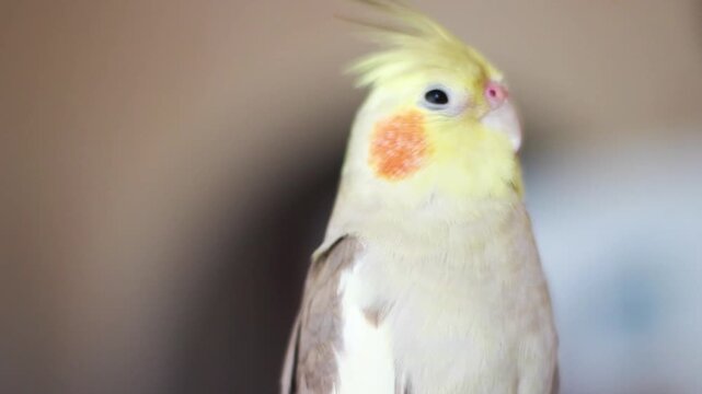 Cockatiel parrot looking into camera, cute domestic pet close up