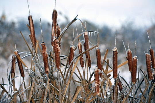 Typha close-up. Phragmites australis. photo with dry Reeds, Typha Latifolia, also called bulrush, reedmace, cattail or corn dog grass, on the shore of the frozen lake. autumn season. winter time