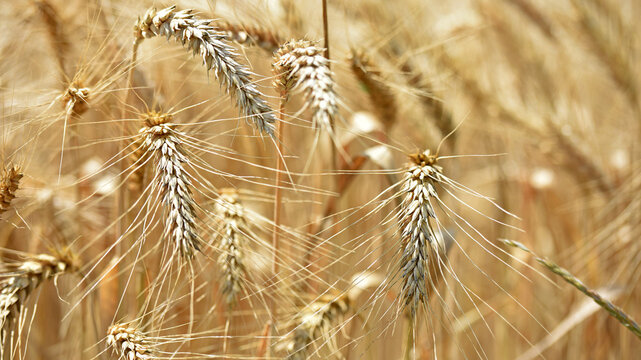 spikelets of golden wheat in the field. Ripe big golden ears of wheat on a yellow background of the field. nature. The idea of a rich summer harvest, agriculture, agro-industrial complex for food.