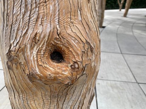 Nature's artistry captured in the textured wood of a tree in Krasnodar, Russia, showcasing time&rsquo;s gentle touch and beauty