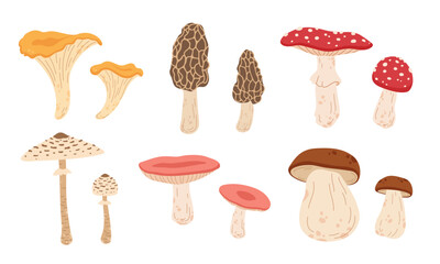 Fototapeta premium Forest mushroom set in a cute hand drawn flat vector style, featuring diverse wild fungi for autumn, woodland, nature and seasonal designs.