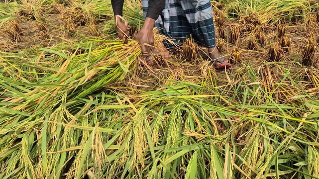 Farmer Reaping Golden Boro Paddy Crop With Sickle Harvesting Close Up Shot
