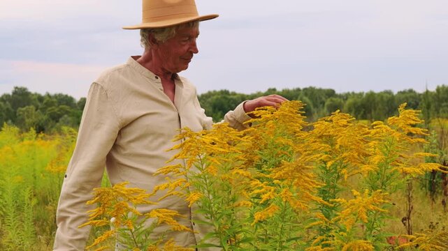 A man gathers various herbs in a field with bright yellow flowers. He holds a basket filled with plants. The sky is clear and the surrounding area is green