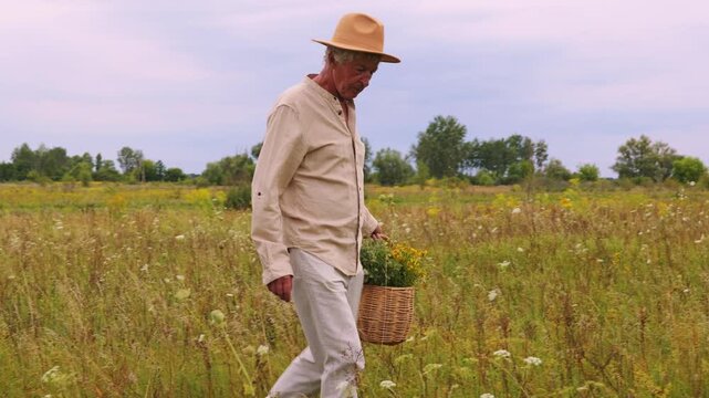 In a field, a herbalist bends down to collect medicinal herbs. The sun shines and green plants surround him as he fills his basket with herbs