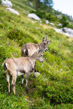 Alpine ibex, Capra ibex, Italian Alps