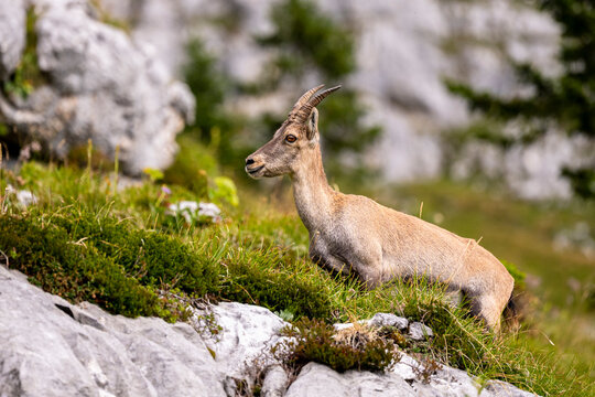 Alpine ibex, Capra ibex, Italian Alps