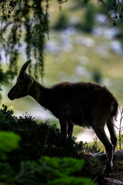Alpine ibex, Capra ibex, Italian Alps