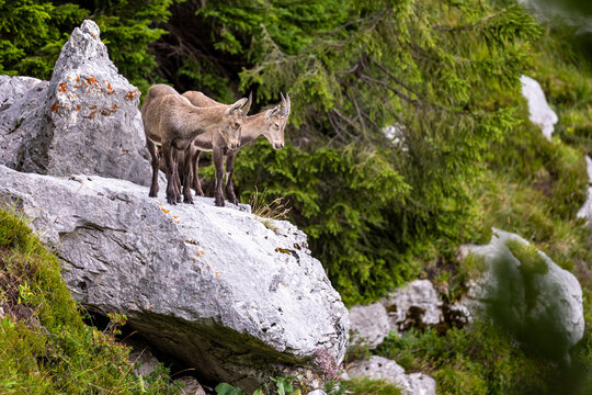 Alpine ibex, Capra ibex, Italian Alps