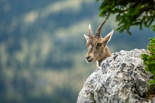 Alpine ibex, Capra ibex, Italian Alps