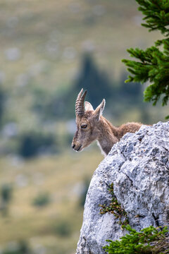 Alpine ibex, Capra ibex, Italian Alps