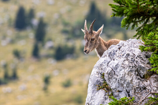 Alpine ibex, Capra ibex, Italian Alps