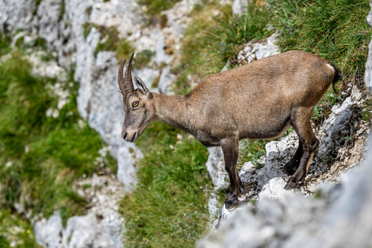 Alpine ibex, Capra ibex, Italian Alps