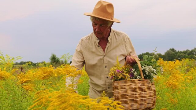 An herbalist collects various medicinal herbs while standing in a large field filled with bright yellow flowers. The sun is shining on this warm day