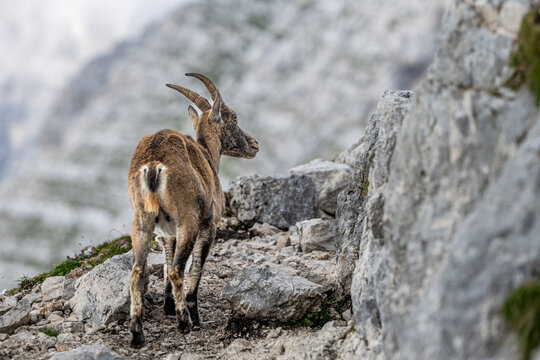 Alpine ibex, Capra ibex, Italian Alps