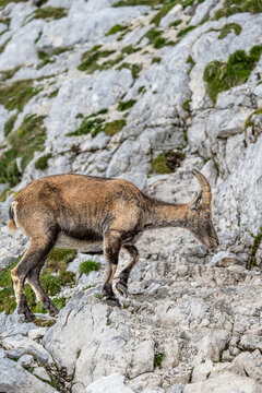 Alpine ibex, Capra ibex, Italian Alps