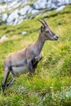 Alpine ibex, Capra ibex, Italian Alps