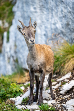 Alpine ibex, Capra ibex, Italian Alps
