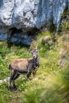 Alpine ibex, Capra ibex, Italian Alps