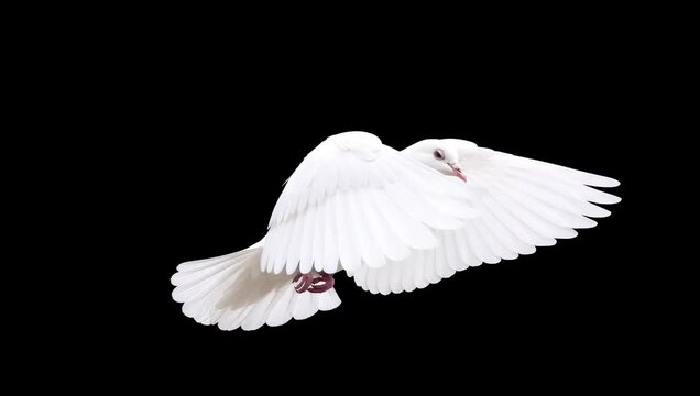 White dove flying against black background. Slow motion bird flight with wings spread wide.