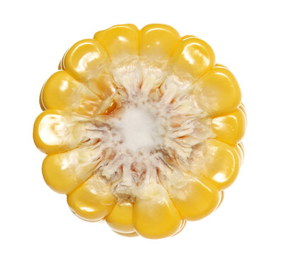 Fresh corn cob cross section, half isolated on white background, clipping path