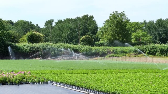 Agricultural sprinklers watering green fields on a sunny summer day