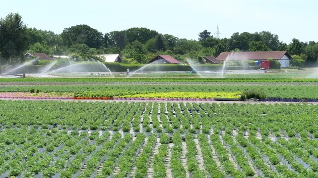 Agricultural irrigation sprinklers working on a large plant nursery field on a sunny day