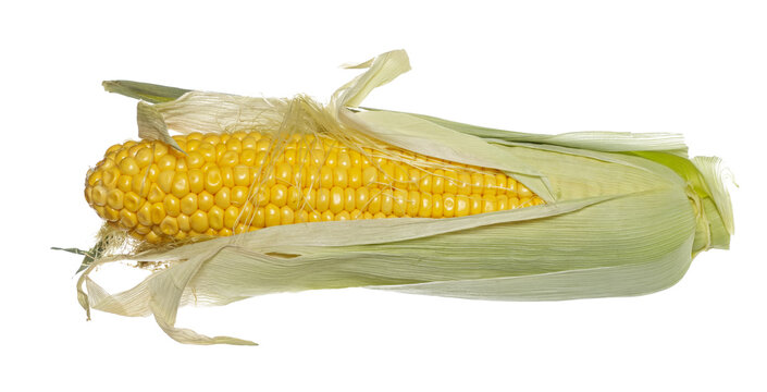 Cob of corn with green leaves isolated on white background, clipping path