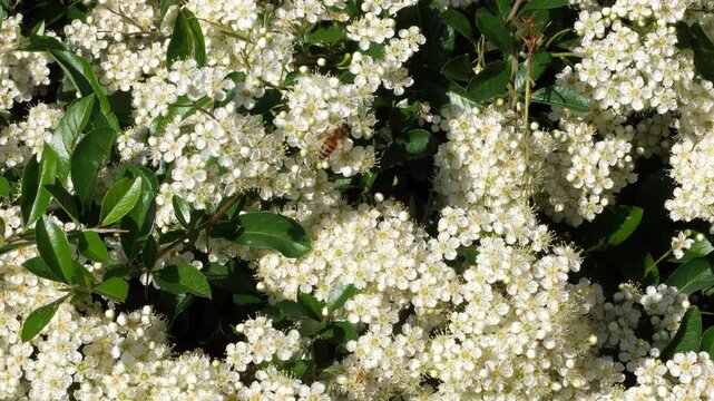 Honey bee pollinating small white flowers on a lush green bush in spring