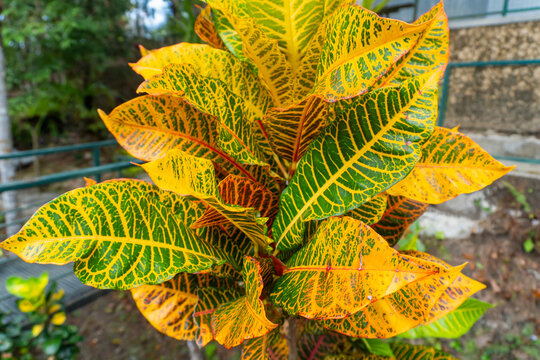 The Croton plant (Codiaeum variegatum), with leaves featuring unique color patterns, is widely cultivated in Indonesia as an ornamental plant.