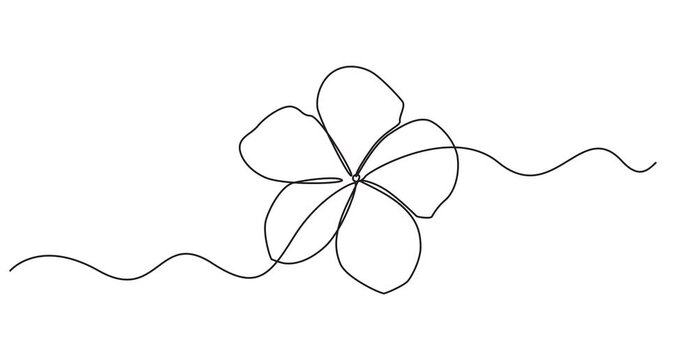 Plumeria flower continuous one line drawing animation. Frangipani linear blossom animated video, Video. A lily flower drawn with one continuous editable line. Animation video 4K , pro style video