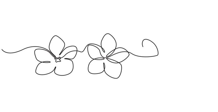 Plumeria flower continuous one line drawing animation. Frangipani linear blossom animated video, Video. A lily flower drawn with one continuous editable line. Animation video 4K , pro style video
