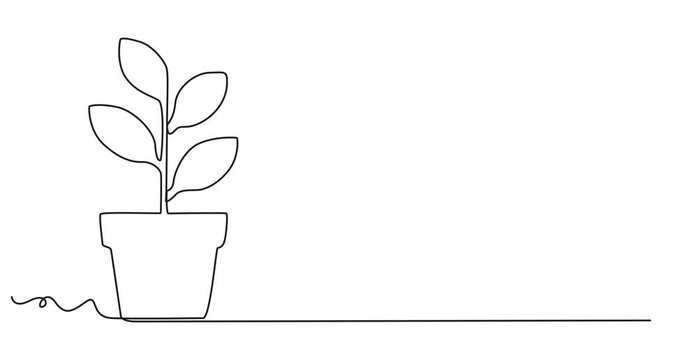 Houseplant one line drawing animation, video clip with alpha channel, Animated self drawing of continuous line draw beautiful snake plant in pot for home decoration logo identity. Fresh evergreen, 4k 