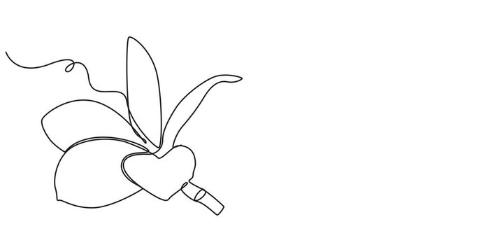 Plumeria flower continuous one line drawing animation. Frangipani linear blossom animated video, Video. A lily flower drawn with one continuous editable line. Animation video 4K , pro style video