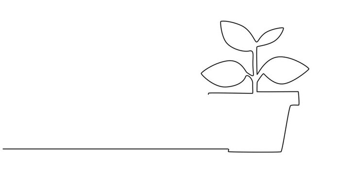 Houseplant one line drawing animation, video clip with alpha channel, Animated self drawing of continuous line draw beautiful snake plant in pot for home decoration logo identity. Fresh evergreen, 4k 
