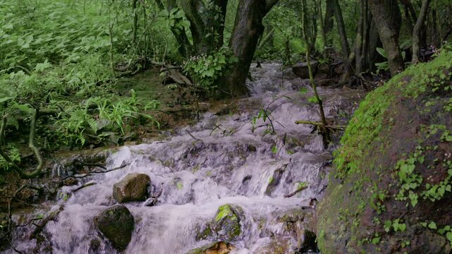 Rainwater flowing through a lush forest in the Western Ghats of India during the monsoon season, surrounded by dense green vegetation and wet rocks.