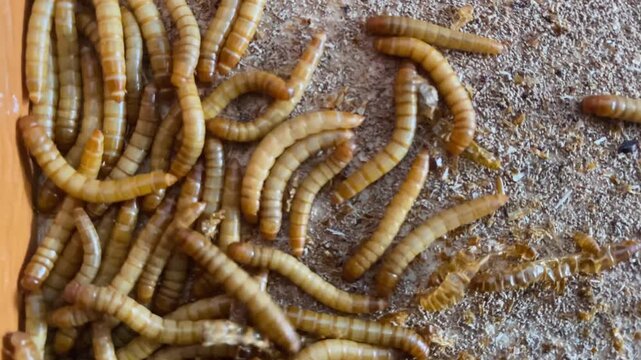 Top view close-up of live mealworms in breeding substrate