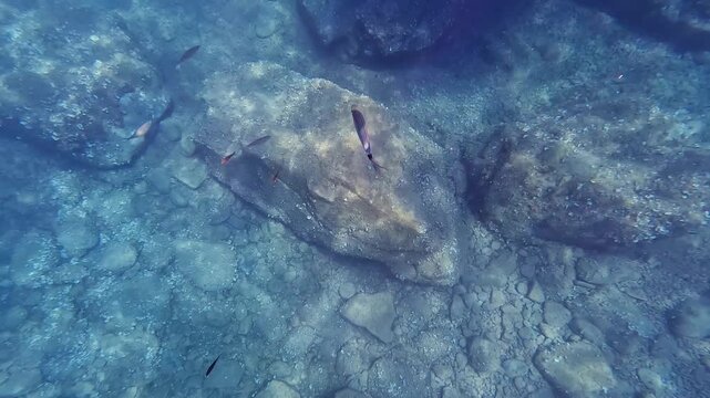 V&iacute;deo submarino de fondo rocoso con peces peque&ntilde;os en agua clara de la Costa Brava.