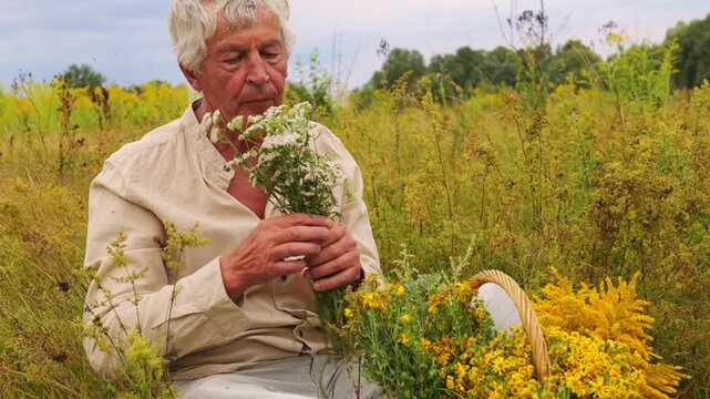 An elderly herbalist collects various medicinal herbs in a green field at late afternoon. He carefully examines the herbs he picks