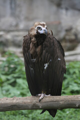 Fototapeta premium The black vulture (Aegypius monachus) at the zoo