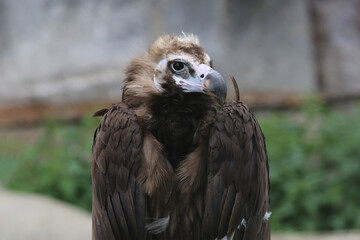 Fototapeta premium The black vulture (Aegypius monachus) at the zoo