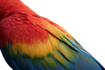 Obraz premium Multicolored parrot feathers showing texture and vibrant hues on white