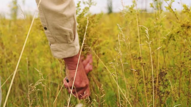 A person picks herbs from a tall plant in a green field under clear skies. The hands show focus and care in the collection process