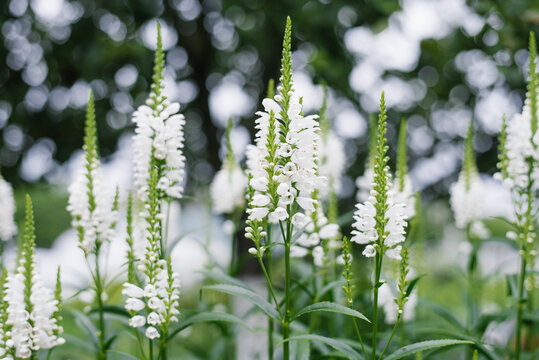 Physostegia Virginiana Alba White Flowers Group In Garden