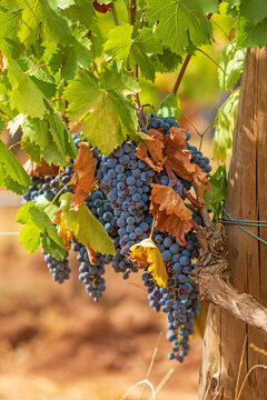 Rotwein - Weintrauben - Weinberg - Frankreich - Trauben
