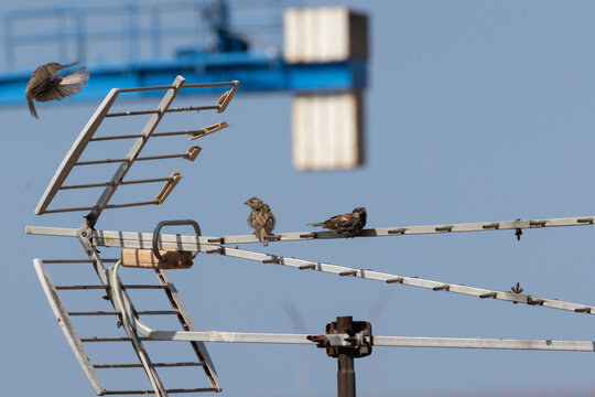 Sparrows perching and flying on television antenna
