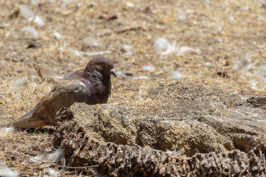 Pigeon resting on ground next to tree stump