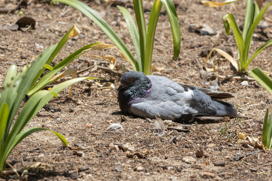 Pigeon resting on ground sunbathing in nature